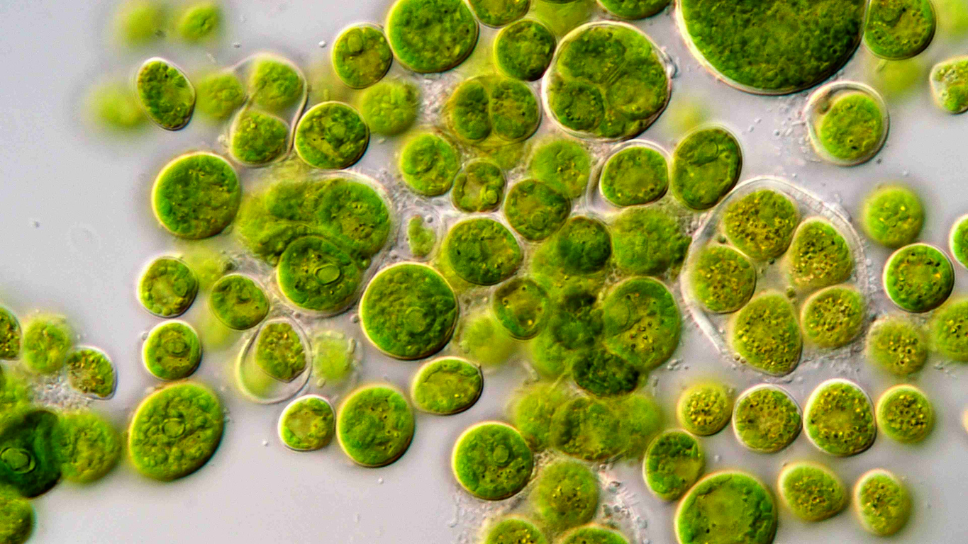 Inteligencia Artificial para proteger el agua contra las cianobacterias